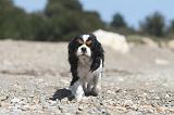 CAVALIER KING CHARLES 200